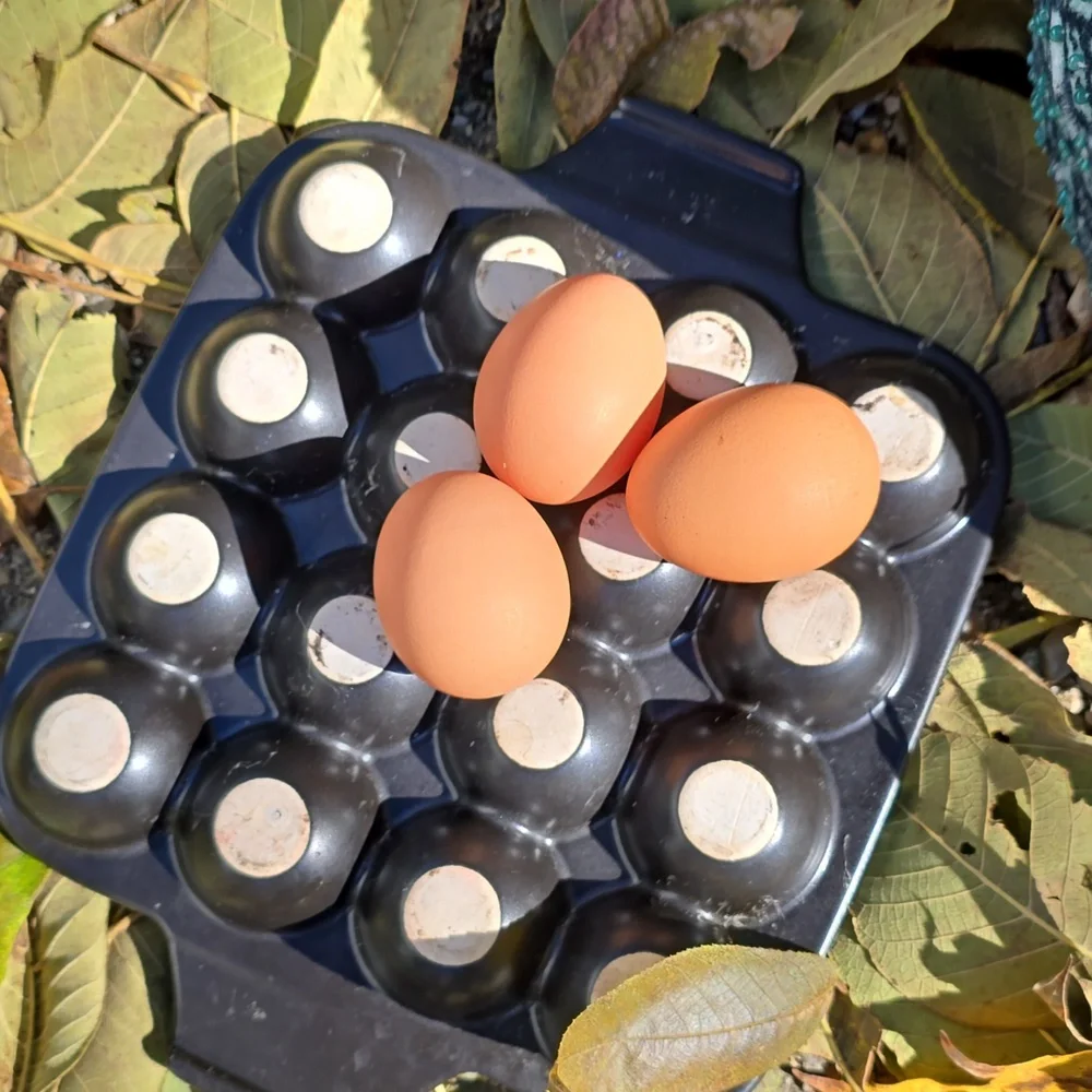 Farmhouse Kitchen Matte Black Ceramic Square Egg Tray holds 12 dozen eggs